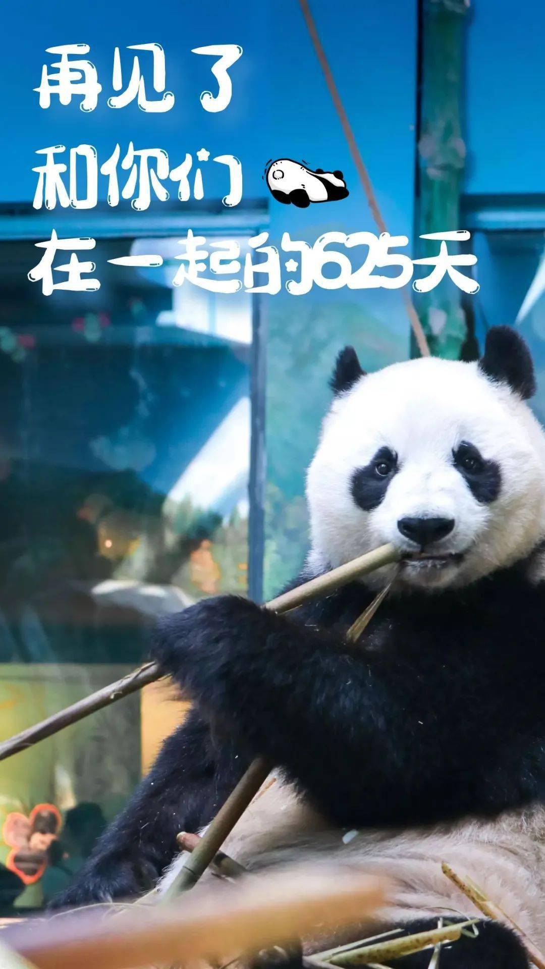 悲痛离别，大熊猫团团的生命之歌