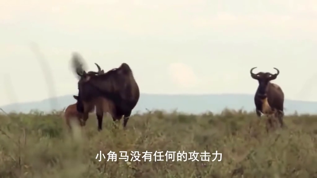 就是这么牛，探索牛背后的文化与精神力量