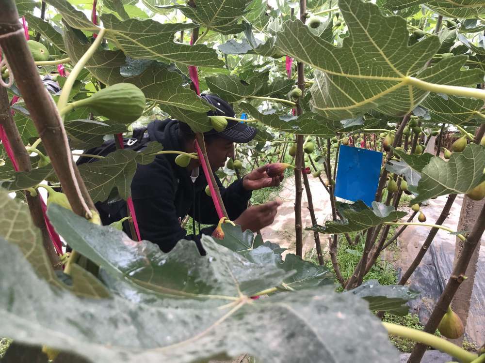 探索近邻之美，采摘园周边的隐秘角落