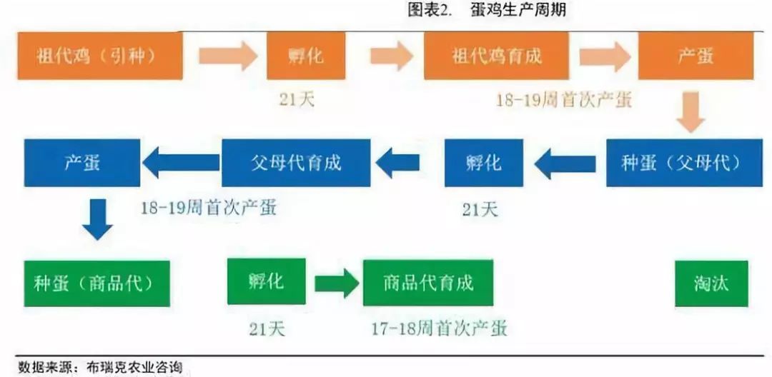 探索中国蛋鸡养殖新风尚，中国蛋鸡信息网报价论坛的深度剖析