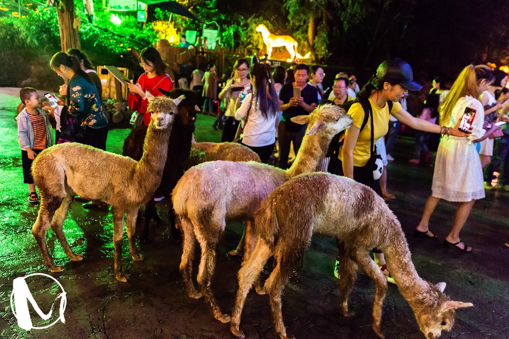 探索世界动物日，共筑人与自然和谐共生的未来