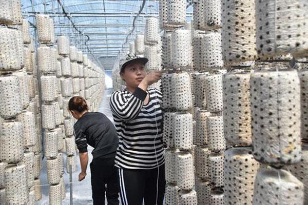 黑龙江省福彩网开奖结果，公益与幸运的双重奏鸣